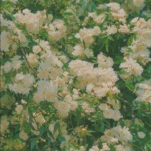 Meet your Posher, Yostina